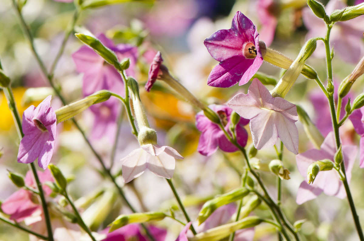 Nicotiana